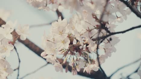 white sakura blossoms in sunlight during springtime in tokyo, japan