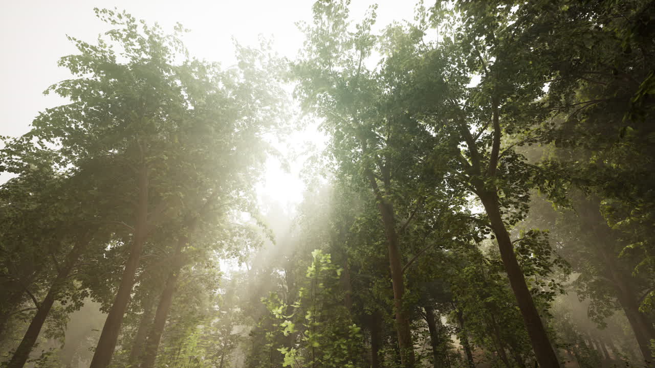 солнечные лучи проходят через туманный лес