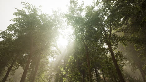 rayos de sol que fluyen a través de un bosque de niebla