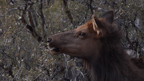 Un-Joven-Alce-Comiendo-Hojas-En-El-Parque-Nacional-Del-Gran-Cañón