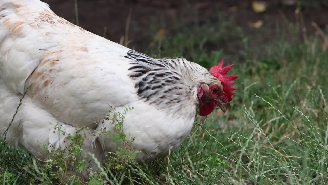 A Light Sussex hen faraging for grass seed in back garden. Summer. UK