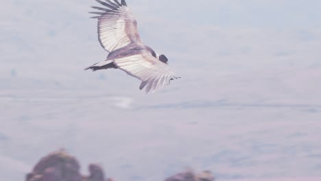 adult andean condor vulture crosses from left to right gliding over the mountains