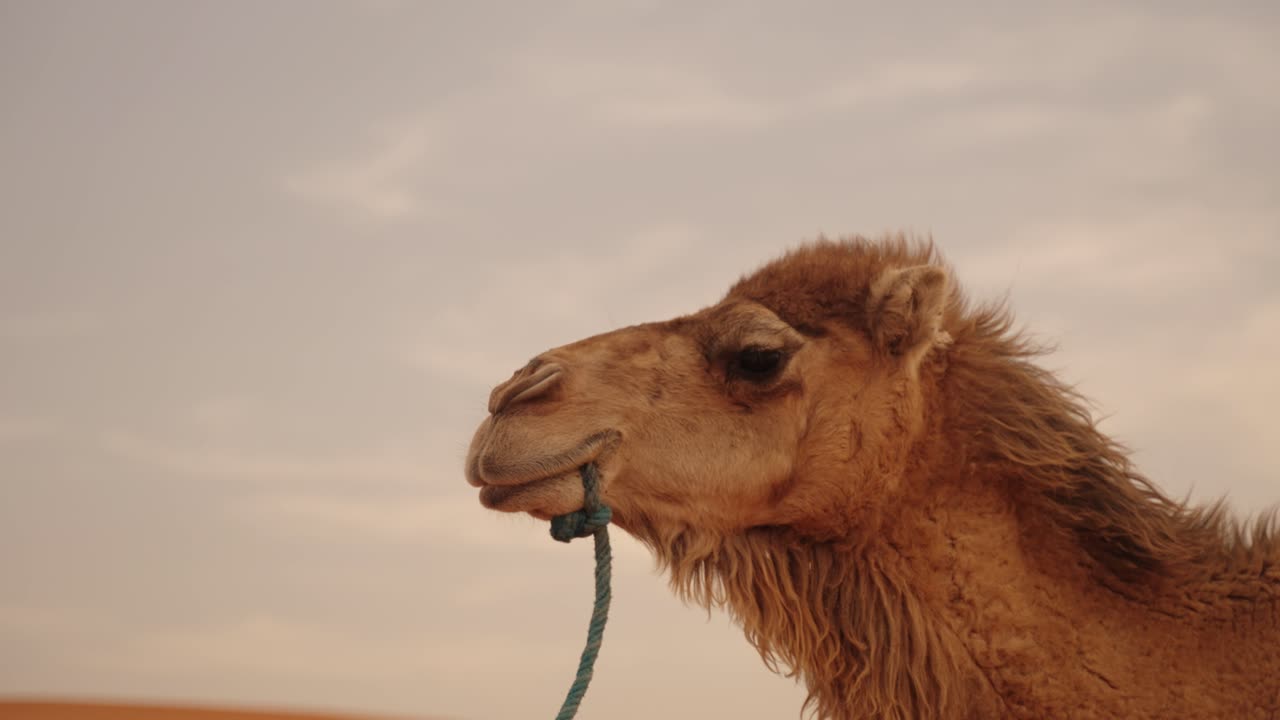 Profile close-up of a dromedary camel in the Sahara desert with rope in its mouth