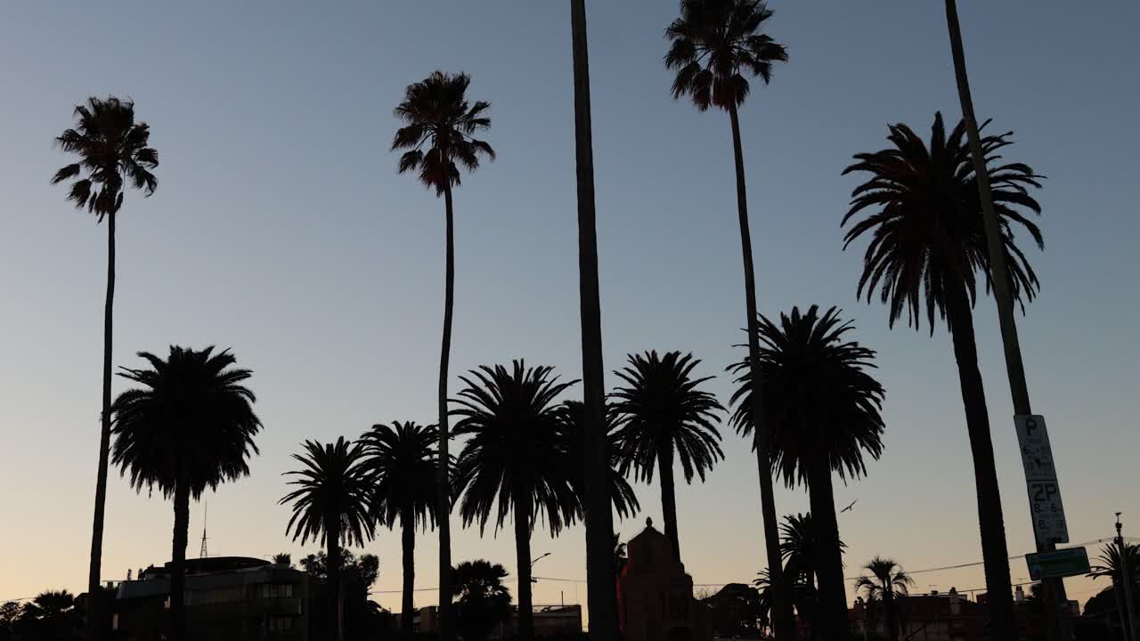 해가 지는 하늘 을 배경 으로 한  나무 의 실루