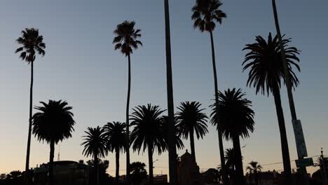 silhouetted palm trees against a sunset sky