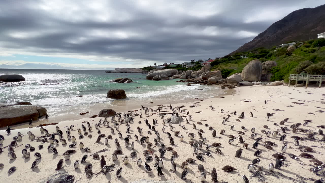 Penguin colony Simon's town gathered on Boulder Beach Water's Edge South Africa Netflick Penguins Town early morning sunrise clouds bright sun scenic ocean coastline Cape Town slow motion pan left