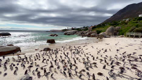 Penguin colony Simon&#039;s town gathered on Boulder Beach Water&#039;s Edge South Africa Netflick Penguins Town early morning sunrise clouds bright sun scenic ocean coastline Cape Town slow motion pan left