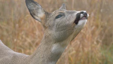 Closeup-front-view-of-female-roe-deer-carefully-whiffing-for-scent-on-grass-field-in-northern-Sweden