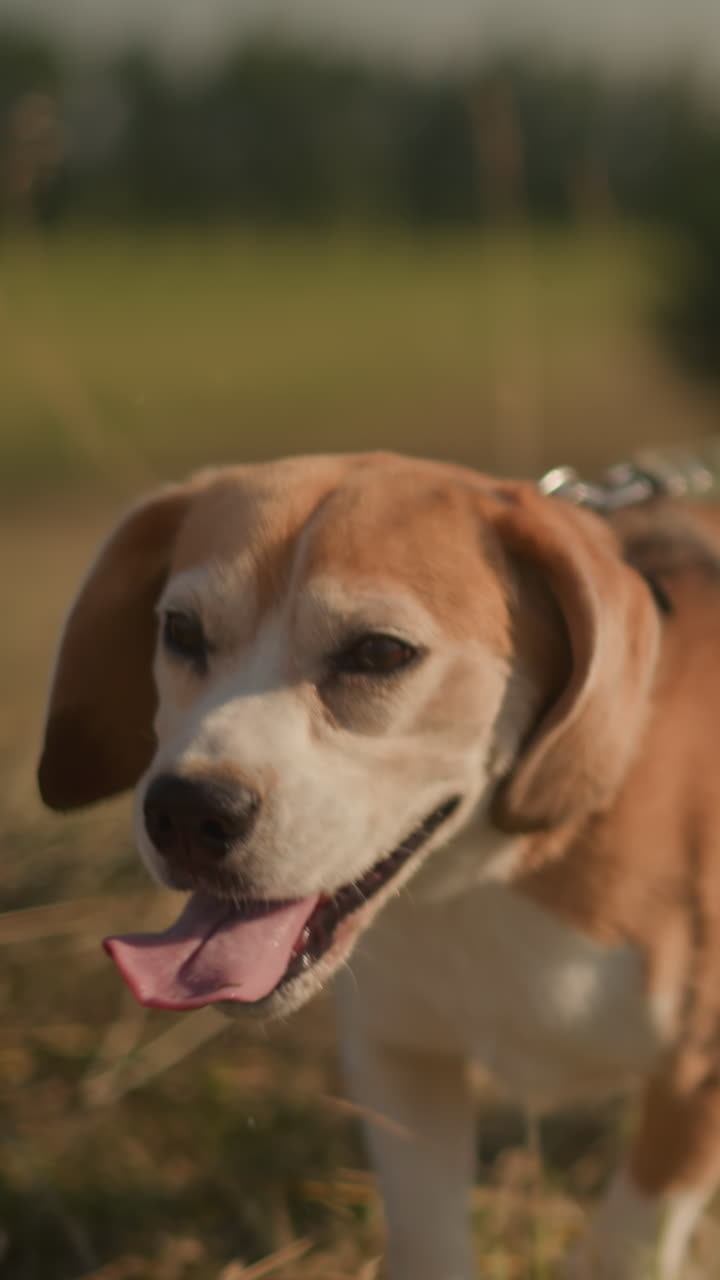 beagle feliz en la correa corriendo junto al dueño en un campo soleado, primer plano de perro con la lengua afuera, vista borrosa del dueño sosteniendo la correa, fondo natural de hierba verde y árboles suaves