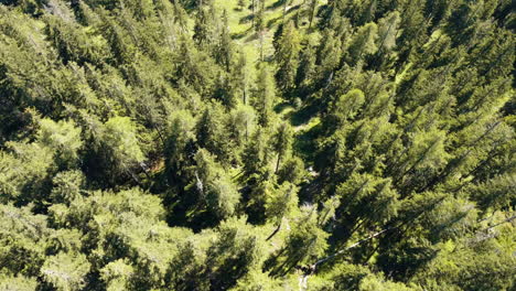 Bosque-Bañado-Por-El-Sol-En-Bad-Goisern-Mientras-El-Dron-Casi-Flota,-Vista-Vertical-De-Pinos-Proyectando-Sombras-En-El-Suelo-Del-Bosque