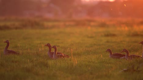 Flock-of-geese-walk-in-line-in-front-of-camera-backlit-by-pink-sunset---static