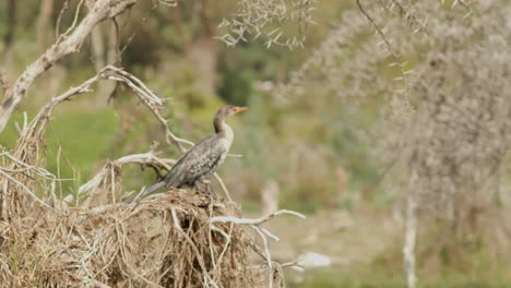 el lago naivasha, kenia, es el hogar de una floreciente variedad de aves, como este cormorán