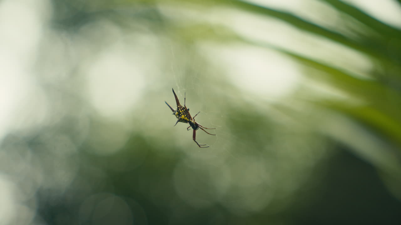 araña en una web