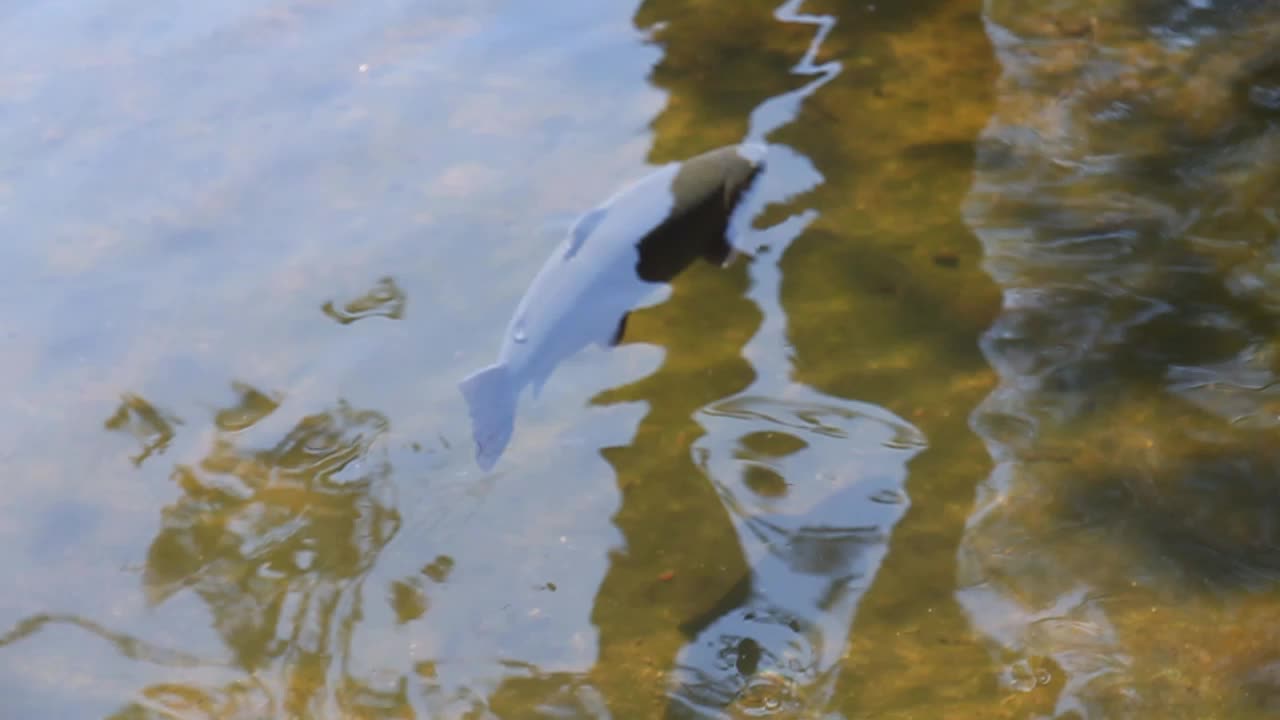 Fish Swimming in Water