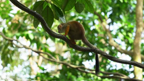 Wild-little-squirrel-monkey-scratching-its-body-with