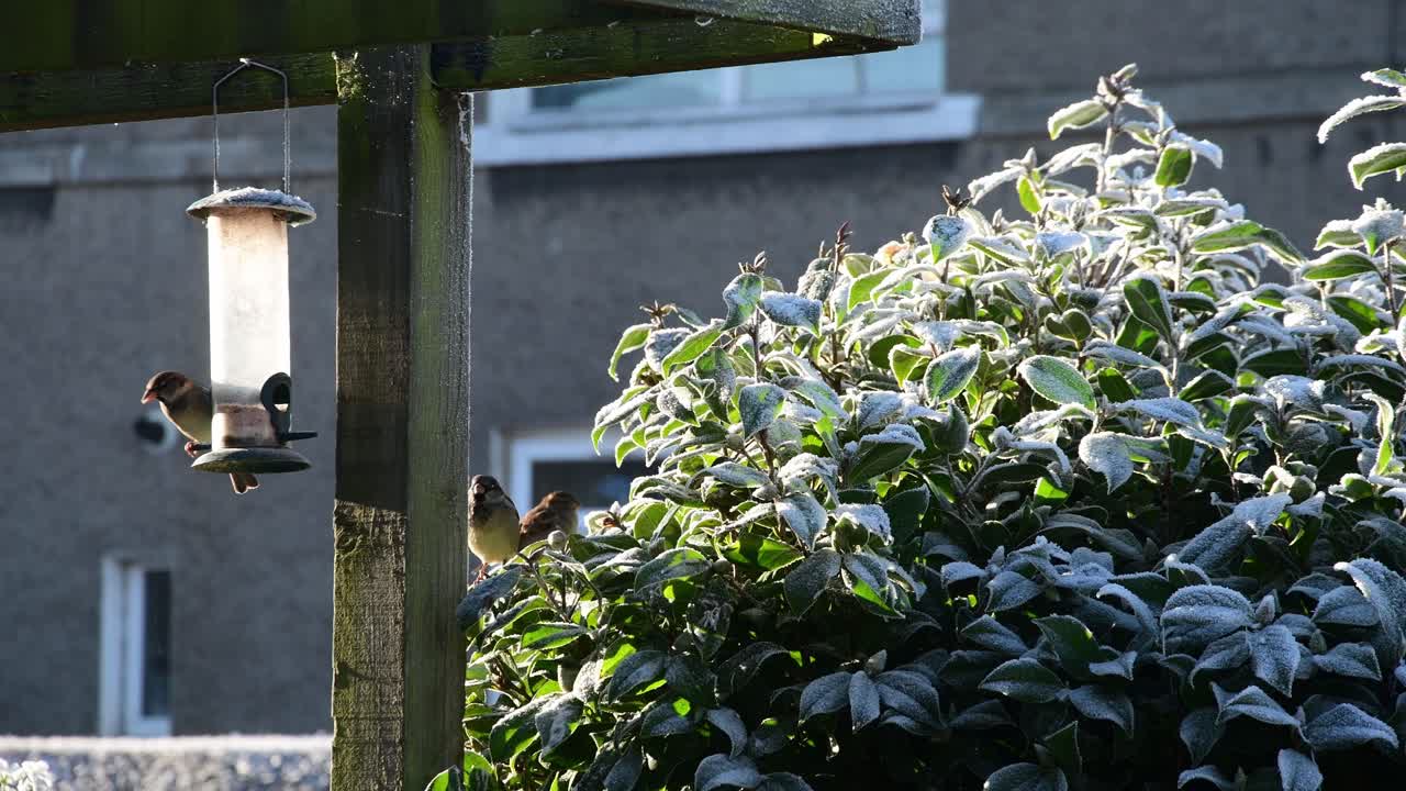 새 모이에서 먹는 새의 클로즈업