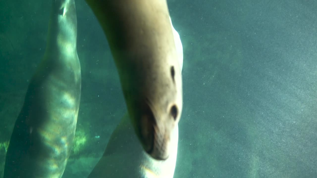 video vertical de la cabeza de una foca nadando en un acuario con otras focas nadando en el fondo
