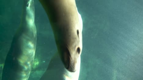 vertical video of the head of a seal swimming in an aquarium with other seals swimming in the background