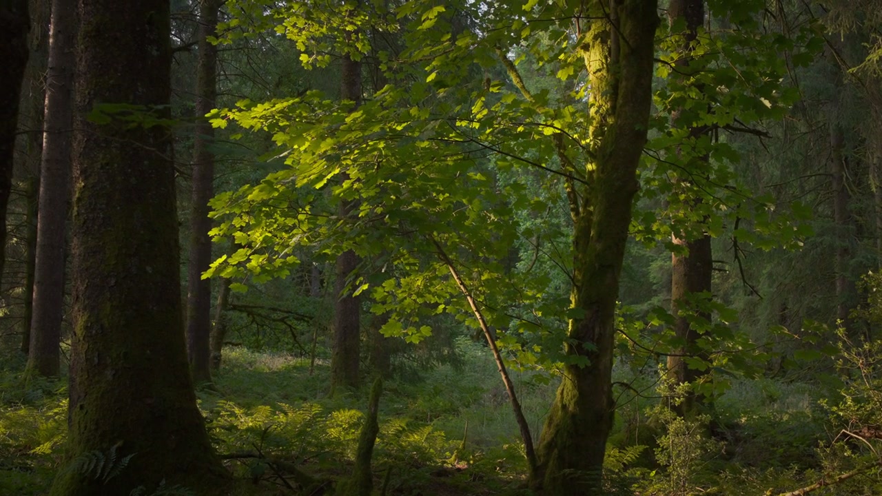 Singola chioma di acero verde illuminata contro conifere scure nella foresta 4K. Foglie d'acero luminose risplendono contro conifere in ombra e terreno felceggiante in un bosco al mattino presto.