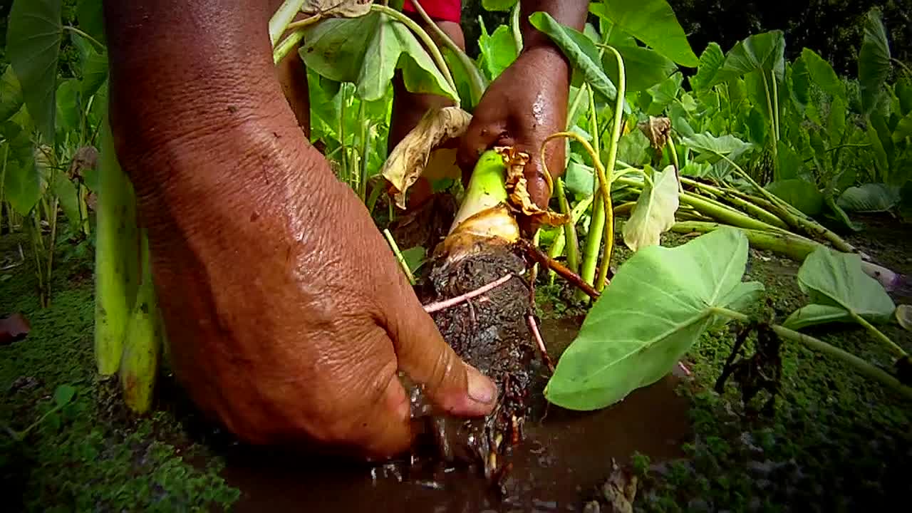 la raiz del tarot se extrae del suelo