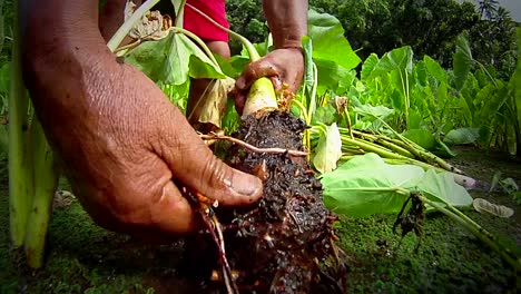 tarot root is extracted from the ground