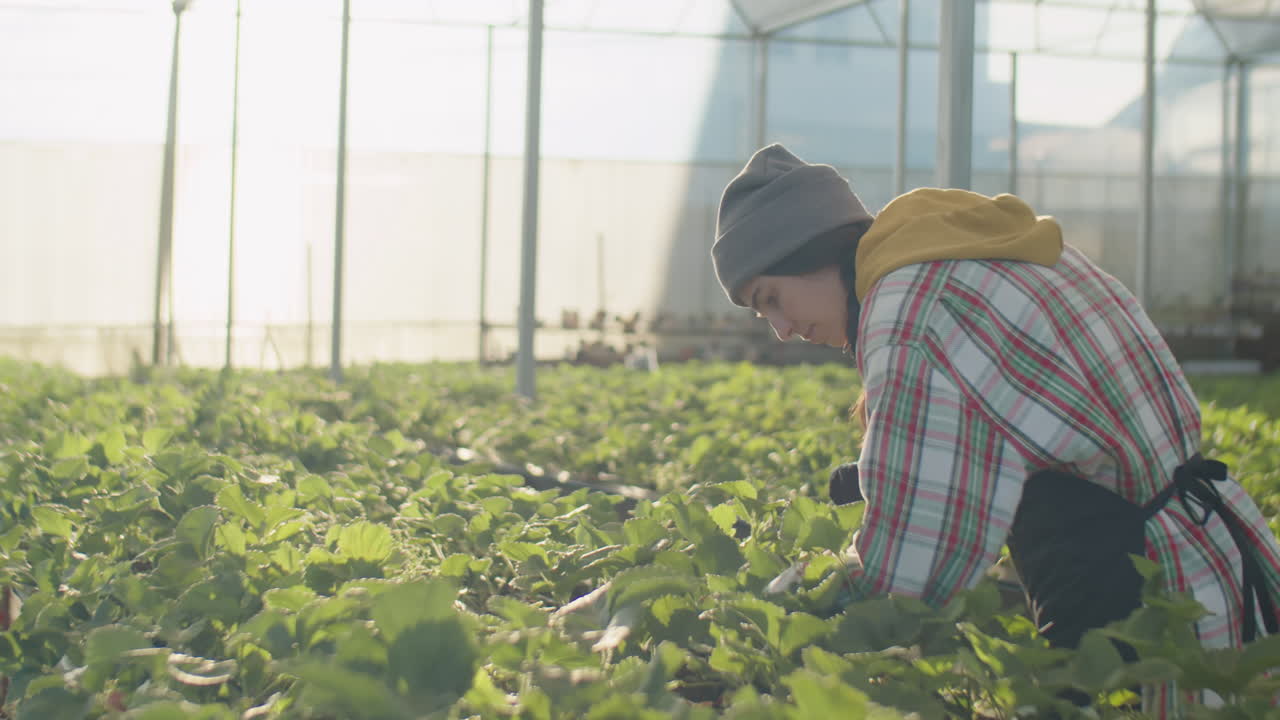 Young Woman Picking Ripe Berries in Sunlit Greenhouse
