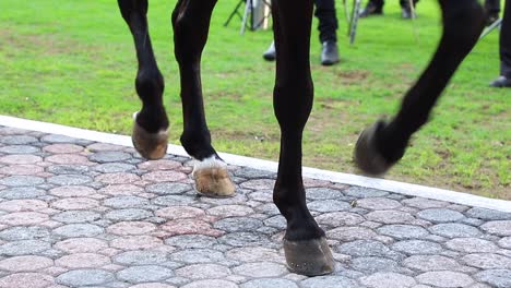 dancing horse, mexican tradition