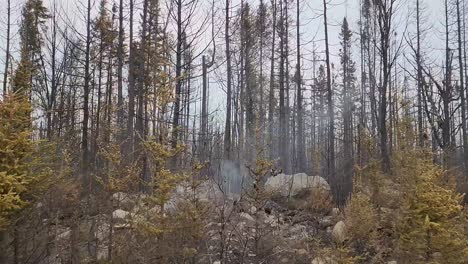 smoke rising from the blackened ground after recent forest fire