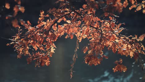 a closeup of the bright autumn foliage