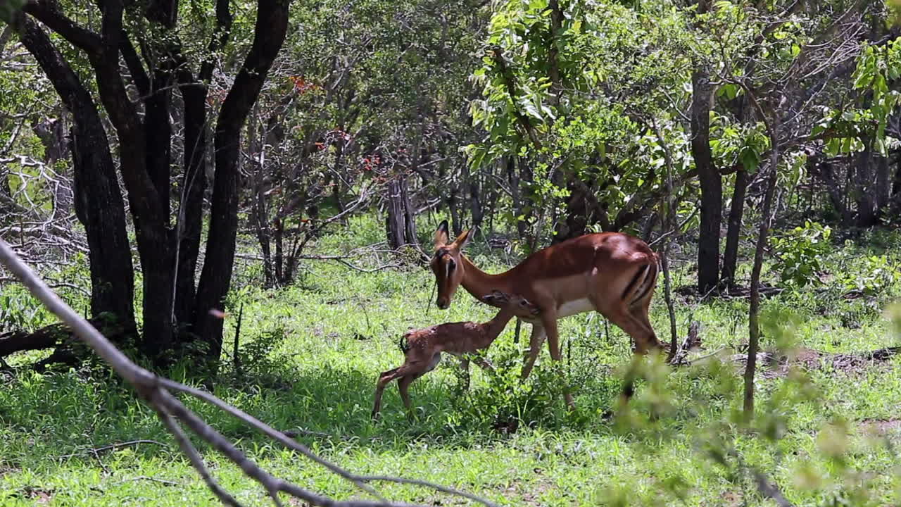 una madre impala escucha un ruido y luego atiende a su bebé recién nacido