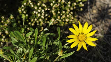 una sola flor amarilla moviéndose en la brisa