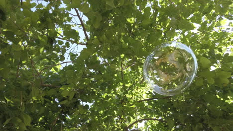 a soap bubble among the leaves