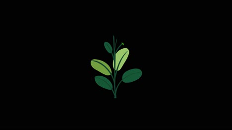 plant with 9 leaves grows and germinates on black background overlay