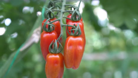 maduro para recoger tomates rojos