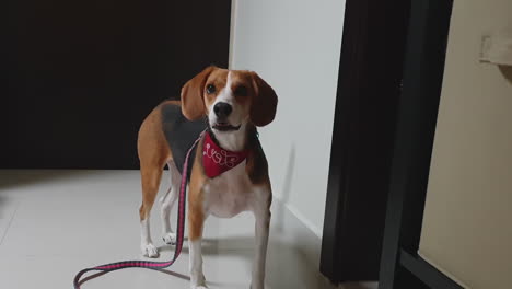 beagle wagging its tail waiting to go for a walk