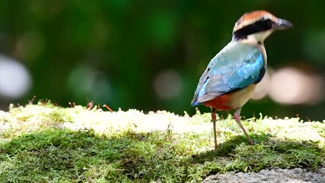 Uno-De-Los-Pittas-Más-Buscados-Y-Catalogado-Como-Una-Especie-Vulnerable