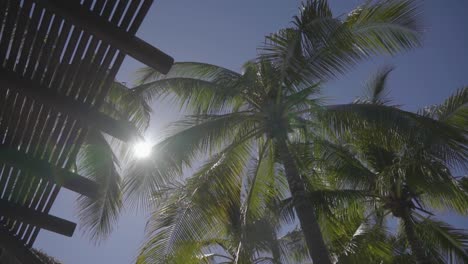 looking up at tropical palm tree with sun shining behind its swaying leaves with clear blue sky and partial tropical structure on the side