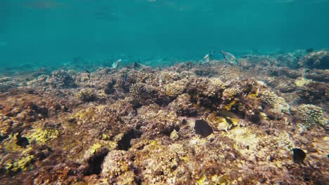 vibrant exotic fish amid a colorful coral reef