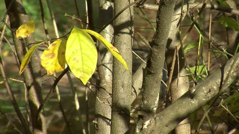 Äste-Und-Herbstblätter-Wiegen-Sich-Im-Wind