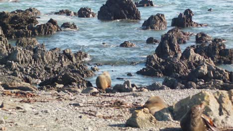 a fur seal going into the water and swimming away, new zealand