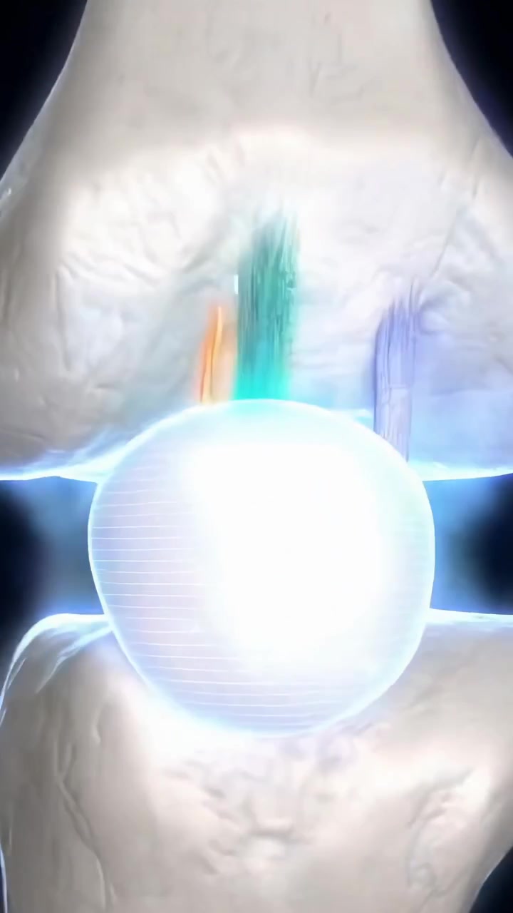 Animazione 3D dell'anatomia dell'articolazione del ginocchio umano con legamenti e tendini