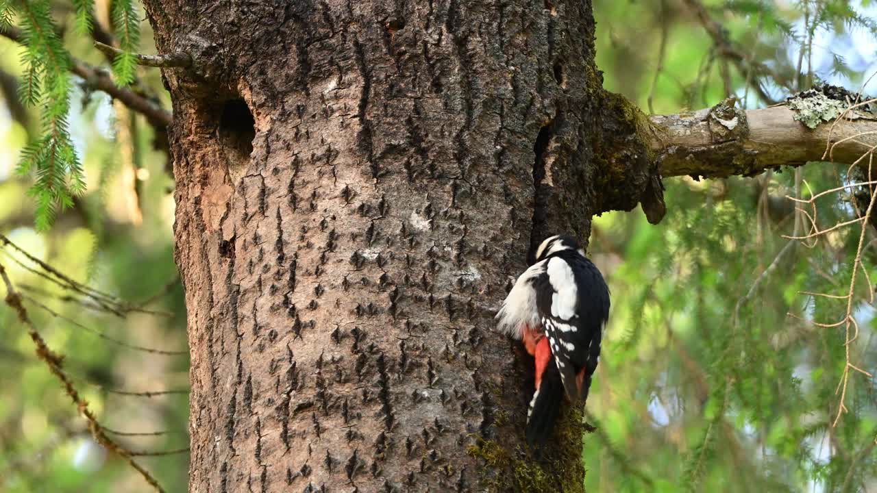 Great spotted woodpecker uses beak to collect insects from dent in tree trunk. Handheld camera follows bird moving down