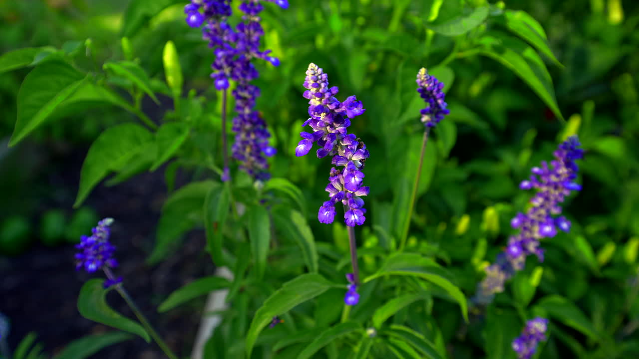 salvia azul floreciendo en un jardín con una mujer en el fondo recogiendo fruta