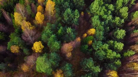 Autumn-in-a-forest,-aerial-top-view,-mixed-forest,-green-conifers,-birch-trees-with-yellow-leaves,-fall-colors-countryside-woodland,-nordic-forest-landscape,-wide-birdseye-shot-moving-forward