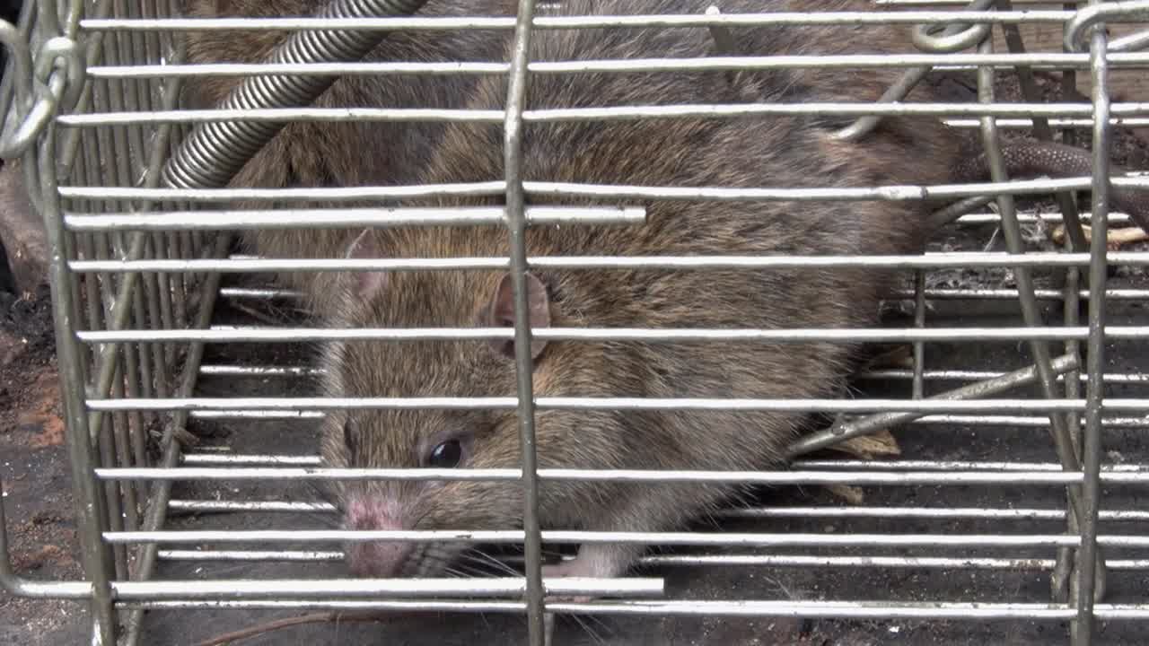 Brown Rats caught in a live trap in back garden. UK