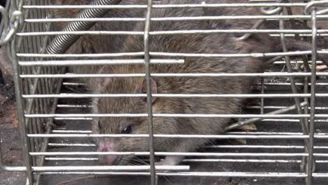 brown rats caught in a live trap in back garden. uk