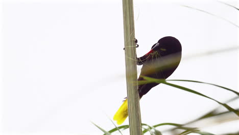 montezuma oropendola  collecting nestmaterial from a palmtree stem