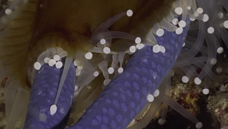 anémona de mar alimentándose de estrella de mar azul en la noche