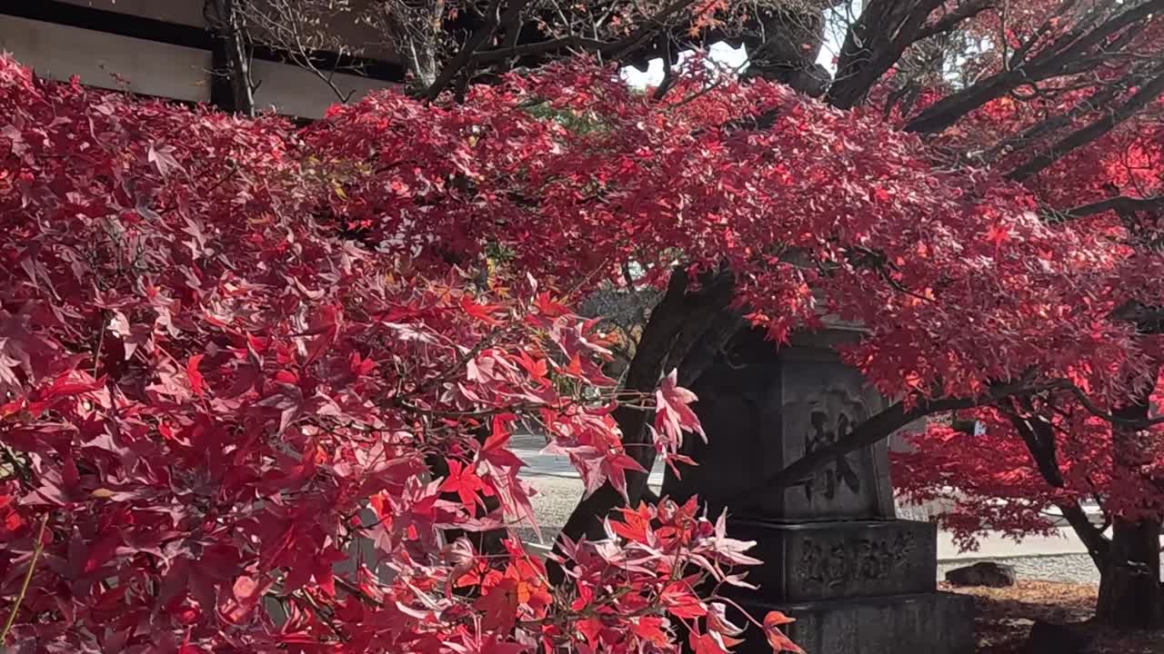 A close-up view of vivid red leaves enveloping a stone structure, showcasing the beauty of autumn foliage.