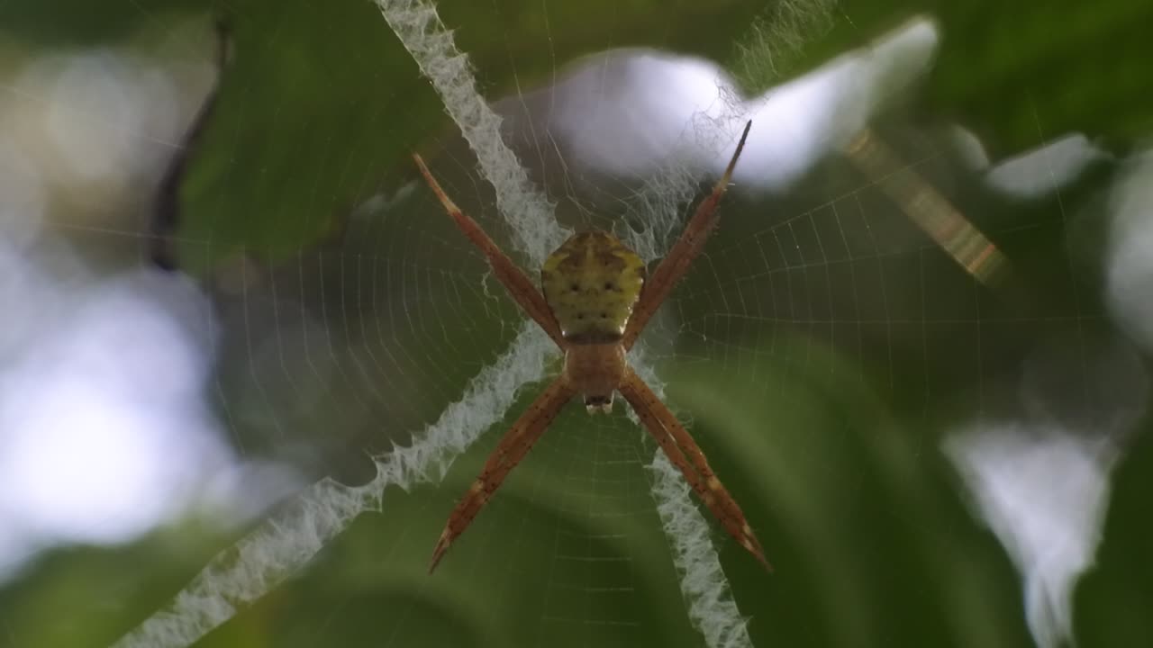 videos hd de araña naranja